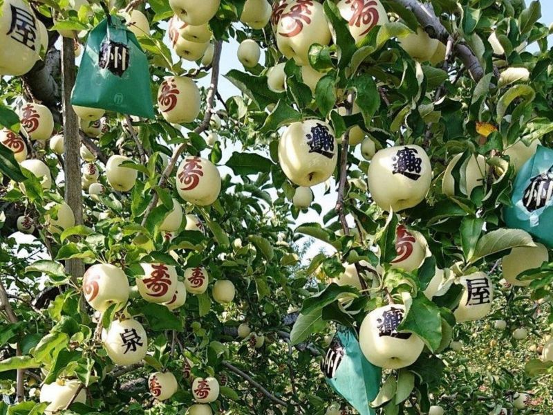 những quả táo sau khi tháo bọc nilon sẽ được dán hoa văn hoặc chữ những quả táo sau khi tháo bọc nilon sẽ được dán hoa văn hoặc chữ